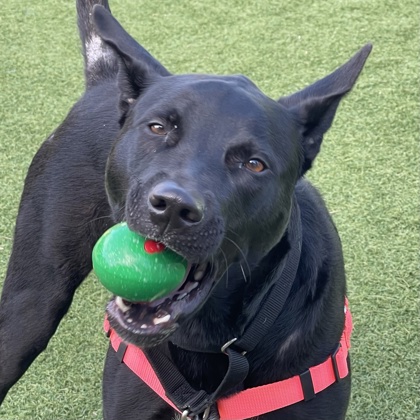 MIMI - Pit Bull Terrier / Mix available for adoption
