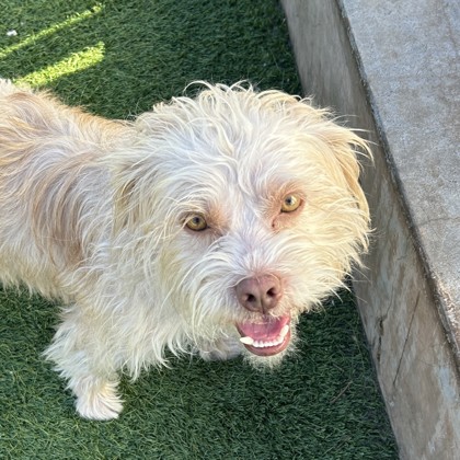 KAYLA THORNTON - Lhasa Apso / Mix available for adoption
