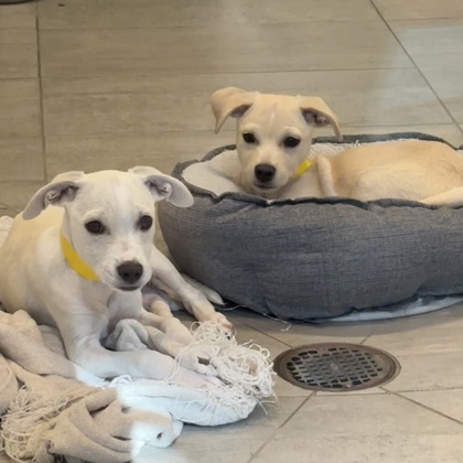 ZION - Short Coat Chihuahua / Mix available for adoption