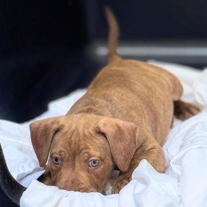 ALFREDO - Pit Bull Terrier / Mix available for adoption