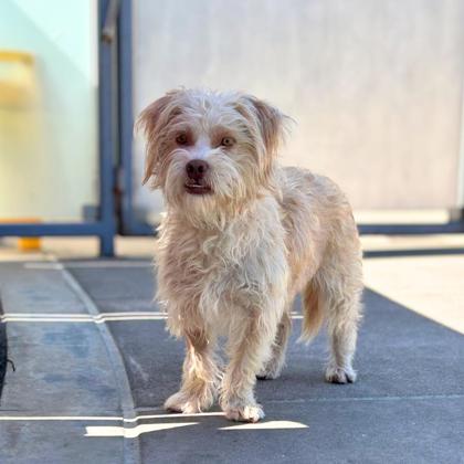 KAYLA THORNTON - Lhasa Apso / Mix available for adoption
