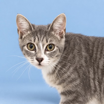 PETUNIA - Domestic Shorthair / Mix for adoption in San Francisco