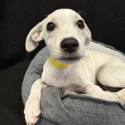 ZANDER - Short Coat Chihuahua / Mix available for adoption