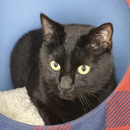 PHILLIP - Domestic Shorthair / Mix available for adoption