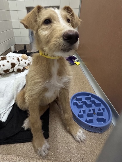 GOLDIE-LOCKS - Terrier / Mix available for adoption