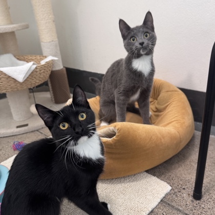 SMOKEY BEAR - Domestic Shorthair / Mix available for adoption