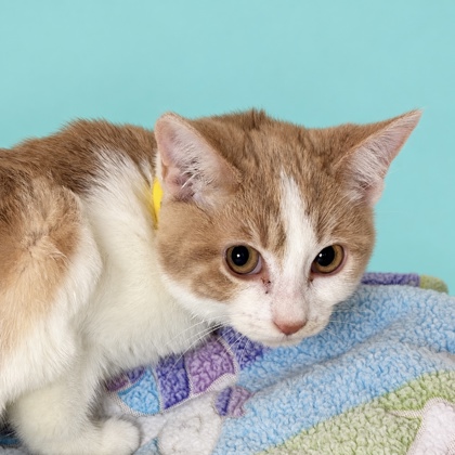 LUCILLA - Domestic Shorthair / Mix available for adoption
