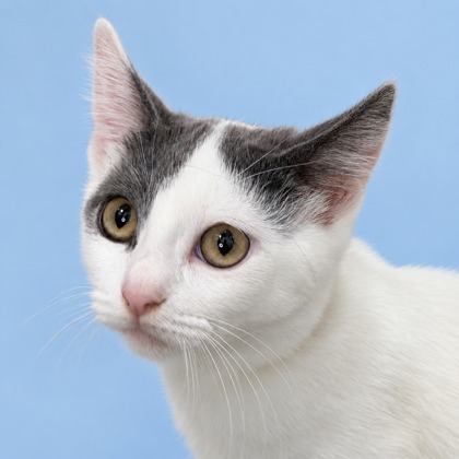 MATILDA - Domestic Shorthair / Mix available for adoption