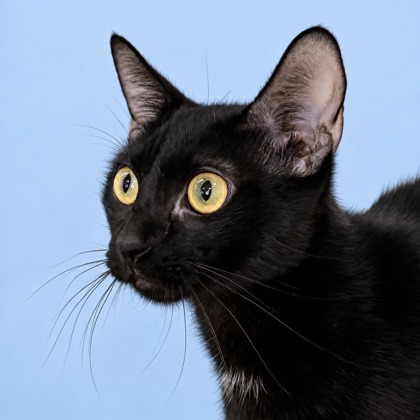 GRACIES - Domestic Shorthair / Mix available for adoption
