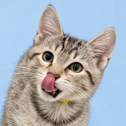 ARMIN - Domestic Medium Hair / Mix available for adoption