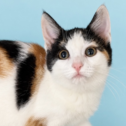 GWEN - Domestic Shorthair / Mix available for adoption