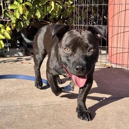 BICEP - Mixed Breed, Medium (up to 44 lbs fully grown) / Mix available for adoption