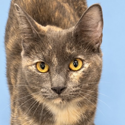 BONITO - Domestic Shorthair / Mix available for adoption