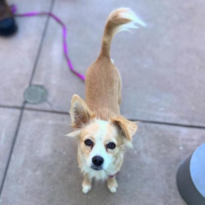 BLONDIE - Long Coat Chihuahua / Mix available for adoption