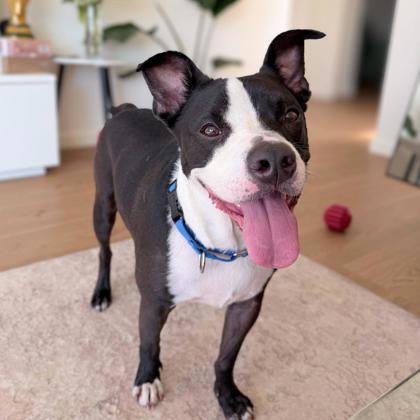 JACKIE - American Pit Bull Terrier / Mix for adoption in San Francisco