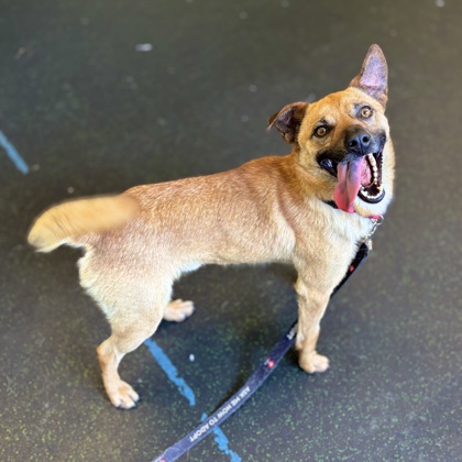 DUKE - Shepherd / Mix available for adoption