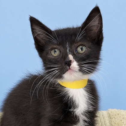 GHOUL - Domestic Shorthair / Mix available for adoption