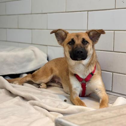 LADYBIRD - Shepherd / Mix available for adoption
