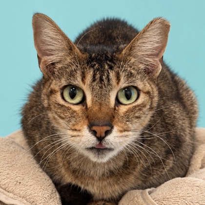 MAXIMA - Domestic Shorthair / Mix available for adoption