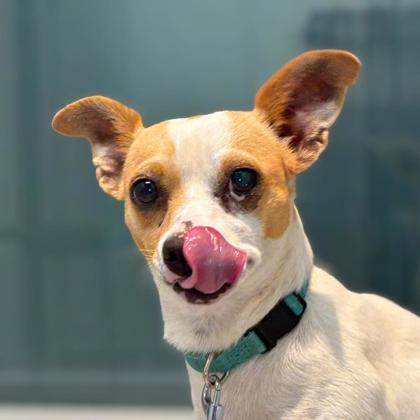 EENIE MEENIE - Short Coat Chihuahua / Mix available for adoption