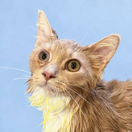 BUTTERSCOTCH - Domestic Shorthair / Mix available for adoption