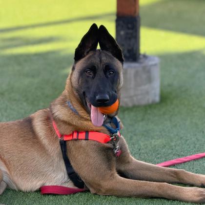 ILIA MALINOIS - Belgian Malinois / Mix available for adoption