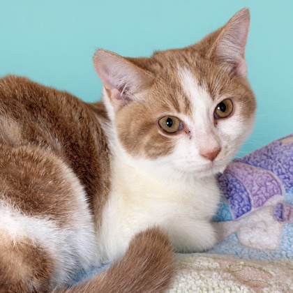 LUCILLA - Domestic Shorthair / Mix available for adoption