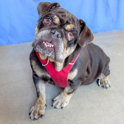 BAKED POTATO - English Bulldog / Mix available for adoption