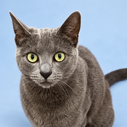 BUSYA - Domestic Shorthair / Mix available for adoption