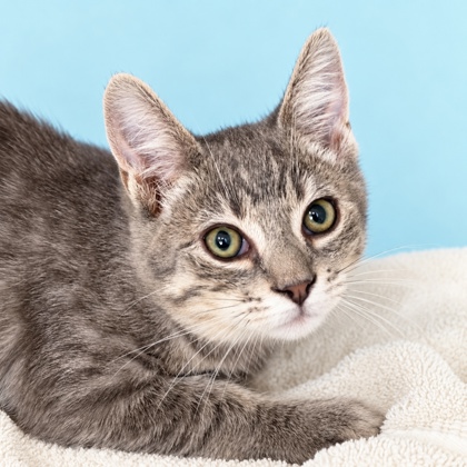 SPOOKY - Domestic Shorthair / Mix available for adoption