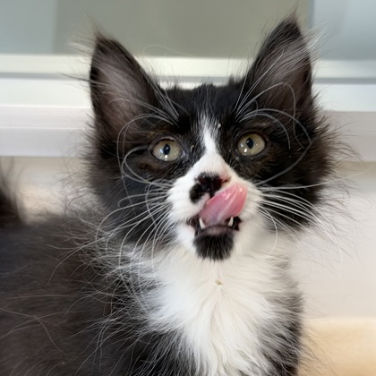 BUTLER - Domestic Shorthair / Mix available for adoption