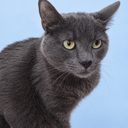 COZY - Domestic Shorthair / Mix available for adoption