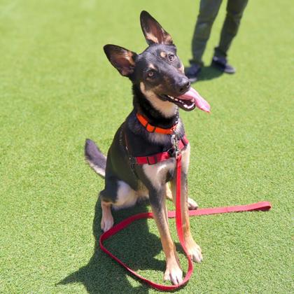 UNI - German Shepherd / Mix available for adoption