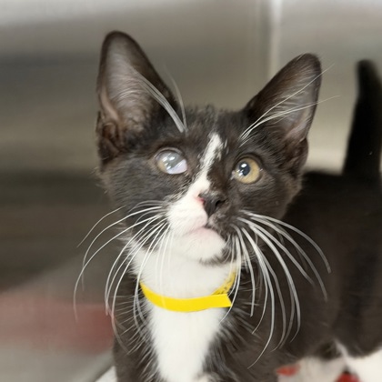 COLUMBUS - Domestic Shorthair / Mix available for adoption