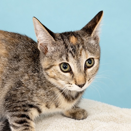 TWIX - Domestic Shorthair / Mix available for adoption