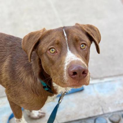 HABANERO HECTOR - Australian Cattle Dog / Mix available for adoption