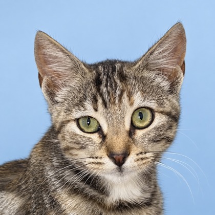 JASMINE - Domestic Shorthair / Mix available for adoption