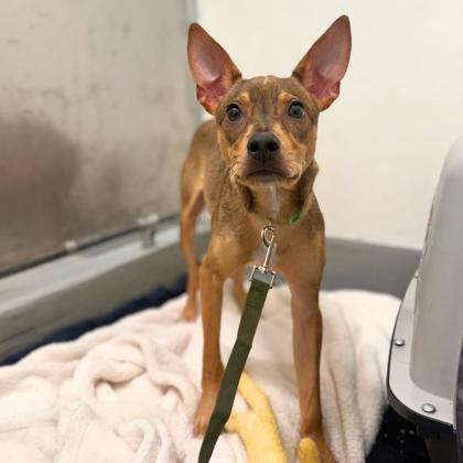 ARLO - Short Coat Chihuahua / Mix available for adoption