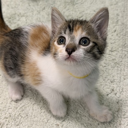 BERLIN - Domestic Shorthair / Mix available for adoption