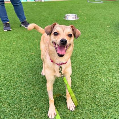 MAYA - Short Coat Chihuahua / Mix available for adoption