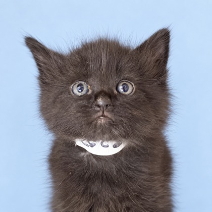 DORITO - Domestic Shorthair / Mix available for adoption