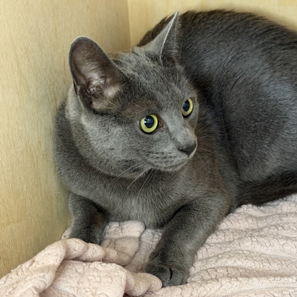 BUSYA - Domestic Shorthair / Mix available for adoption