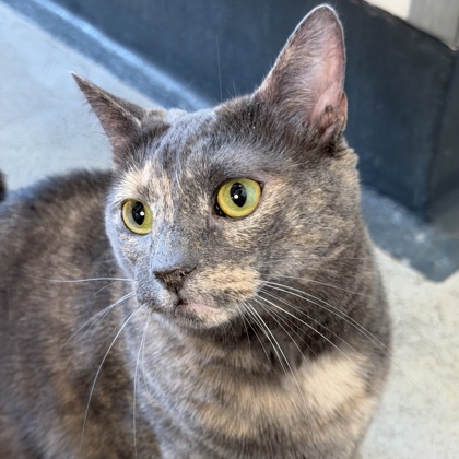 WILLOW - Domestic Shorthair / Mix available for adoption