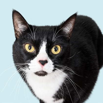 BEL-AIR - American Shorthair / Mix available for adoption