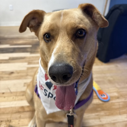 PRESCOTT - Shepherd / Mix for adoption in San Francisco