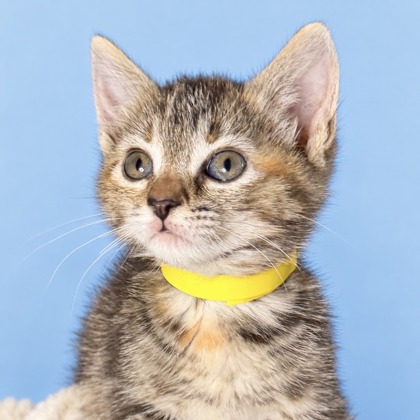 GILLIAN - Domestic Shorthair / Mix available for adoption