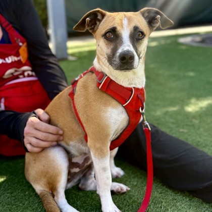 SNOOP - Cardigan Welsh Corgi / Mix available for adoption