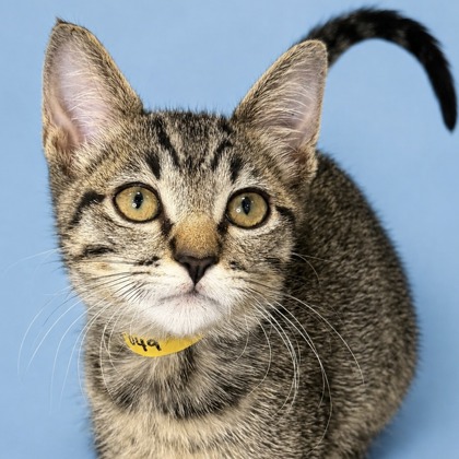 MAVERICK - Domestic Shorthair / Mix for adoption in San Francisco