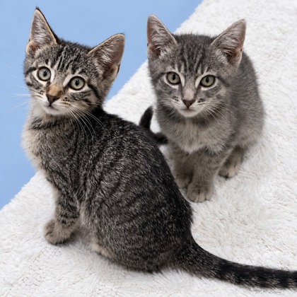 GLACEON - Domestic Shorthair / Mix available for adoption