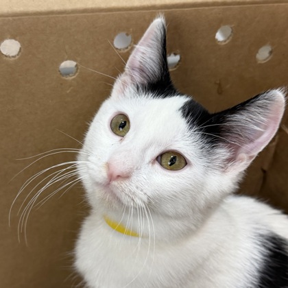 COOKIE - Domestic Shorthair / Mix available for adoption